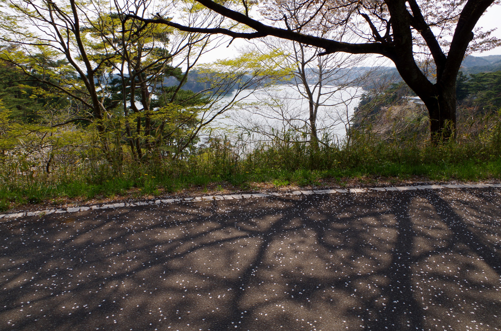 桜の散る頃