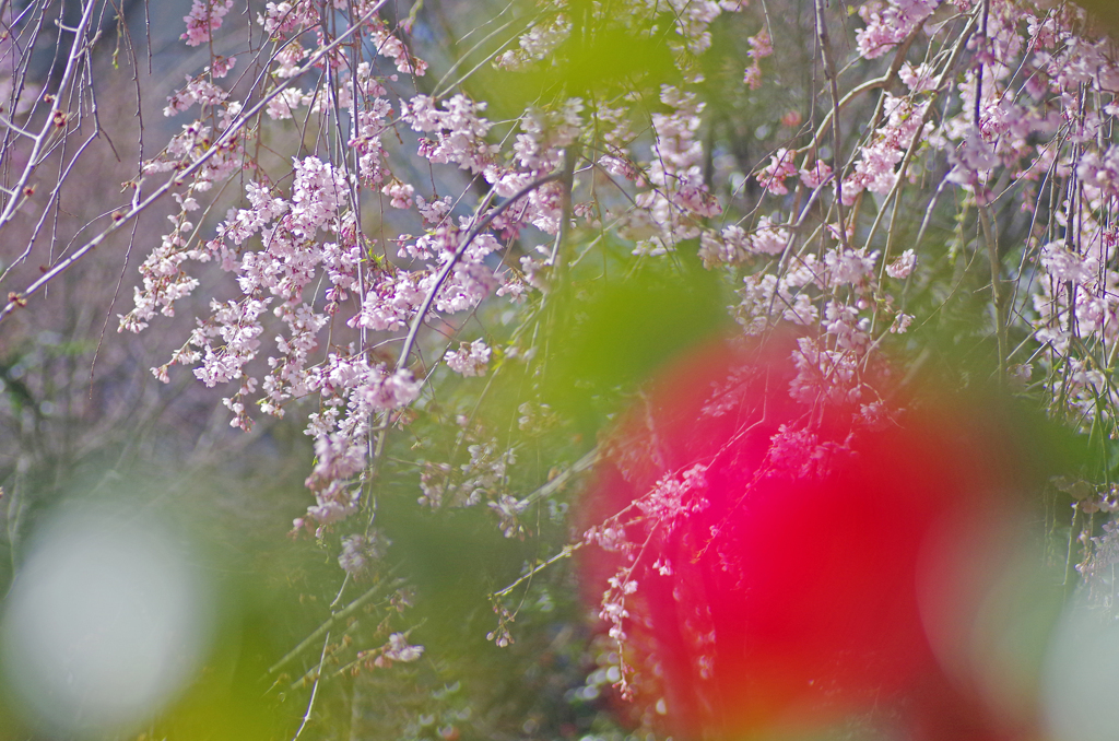 桜とボケ