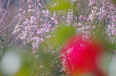 桜とボケ