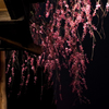 鐘門に桜１