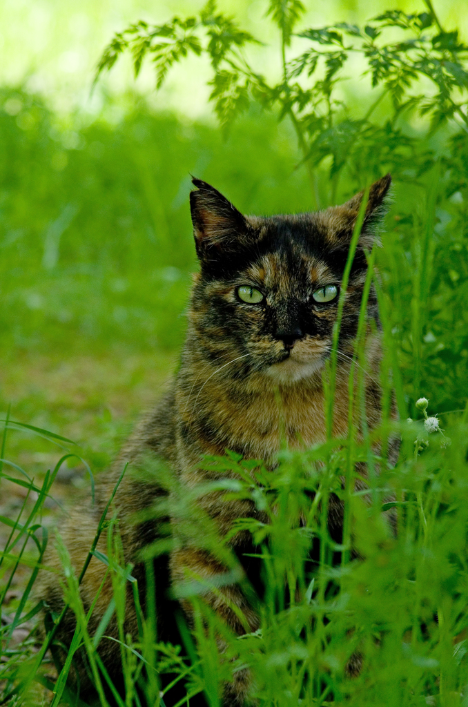 帰ってきたサビちゃん２