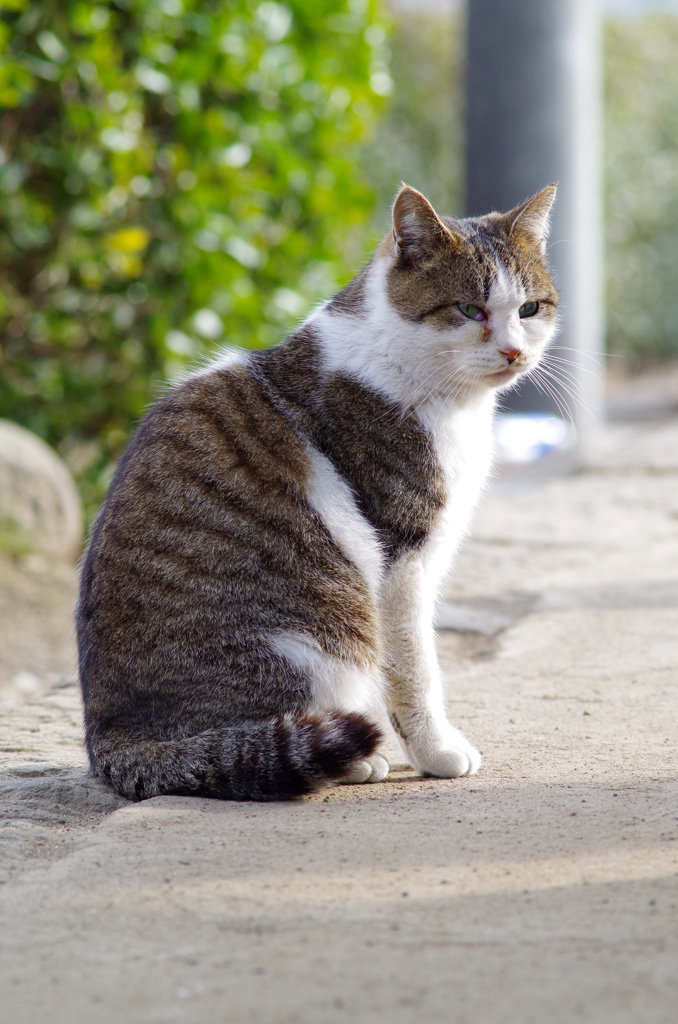 ねこポートレート１