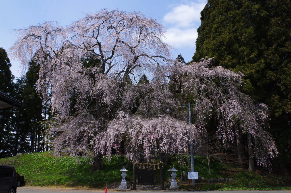 枝垂れ桜