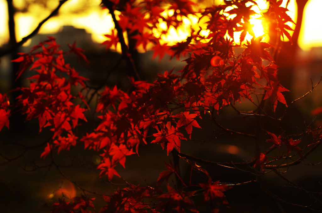 秋の夕暮れ