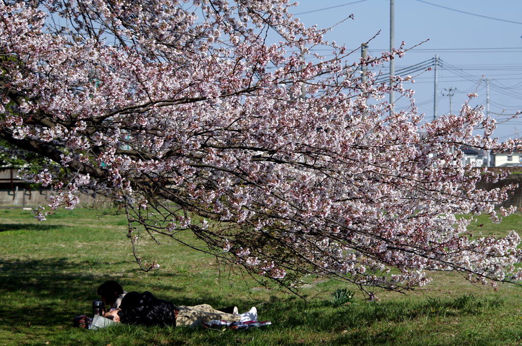 桜の木の下には、人が眠ってる