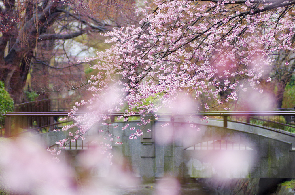 桜と橋