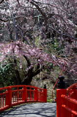 赤い欄干と桜