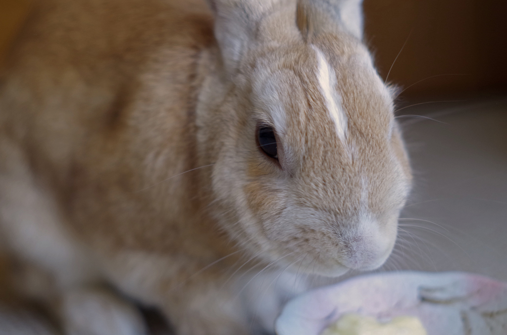 りんご食べてるところ