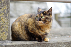 サビちゃん