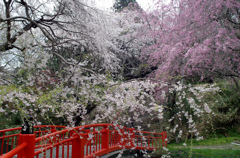 亀岡八幡宮参道