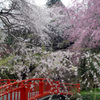亀岡八幡宮参道