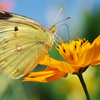  A Taste of Honey 