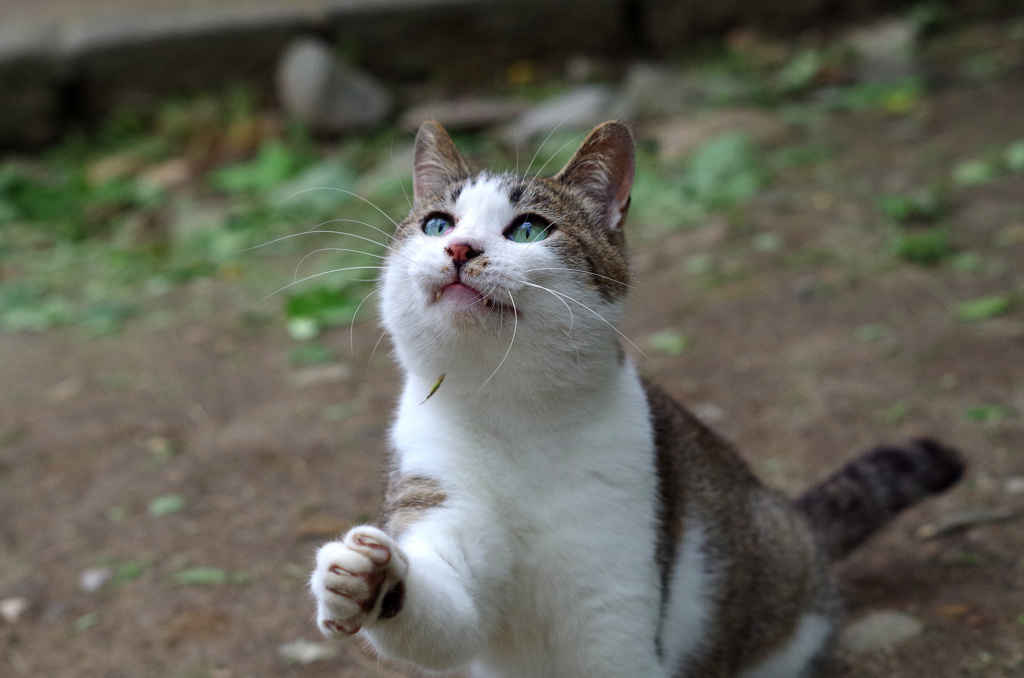 ネコパンチ３