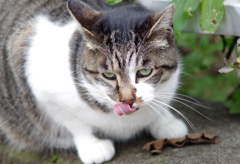 てへ、ぺろっ