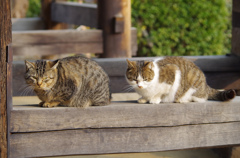 ねこねこ