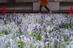 花畑