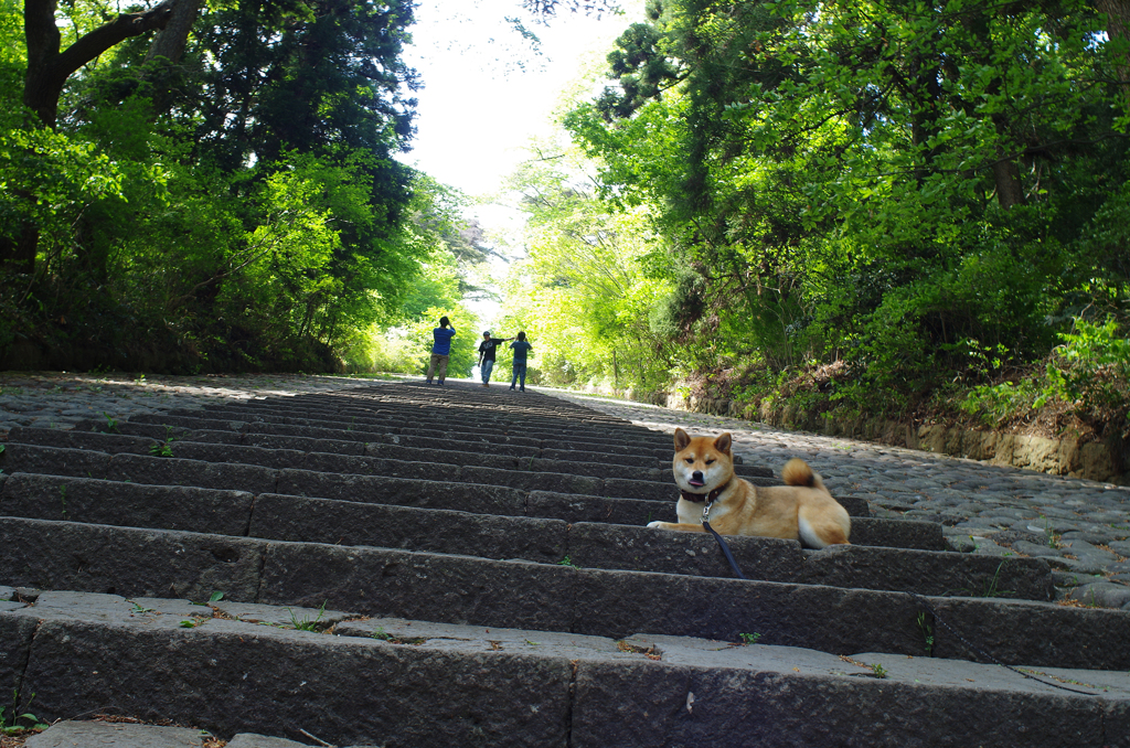 大年寺の階段と犬２