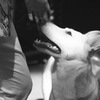 観客の犬