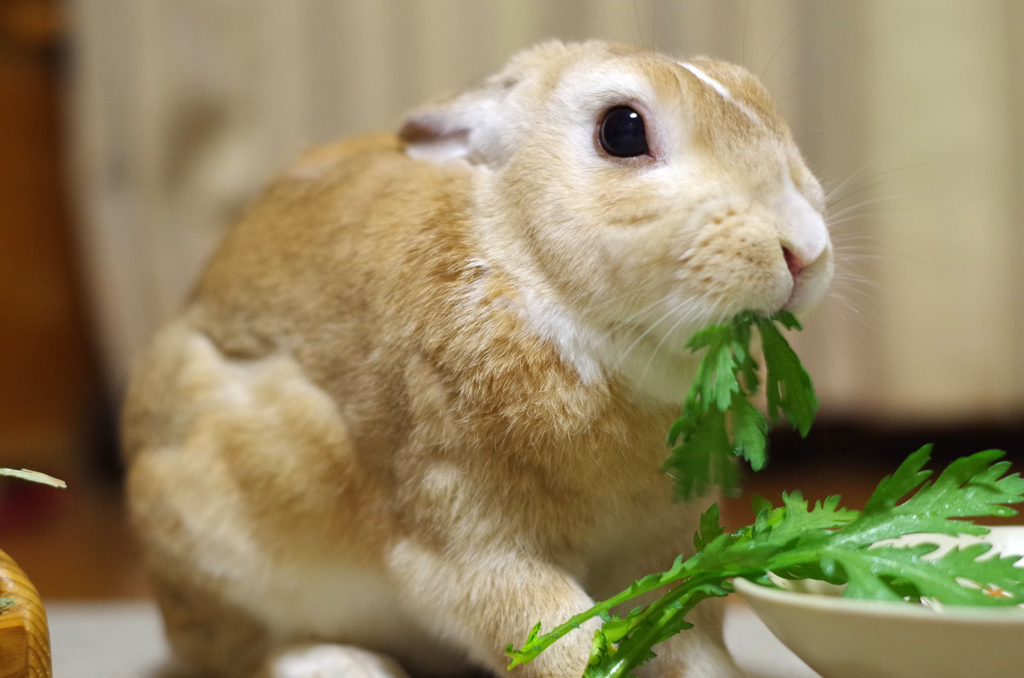 今日のクリちゃん１
