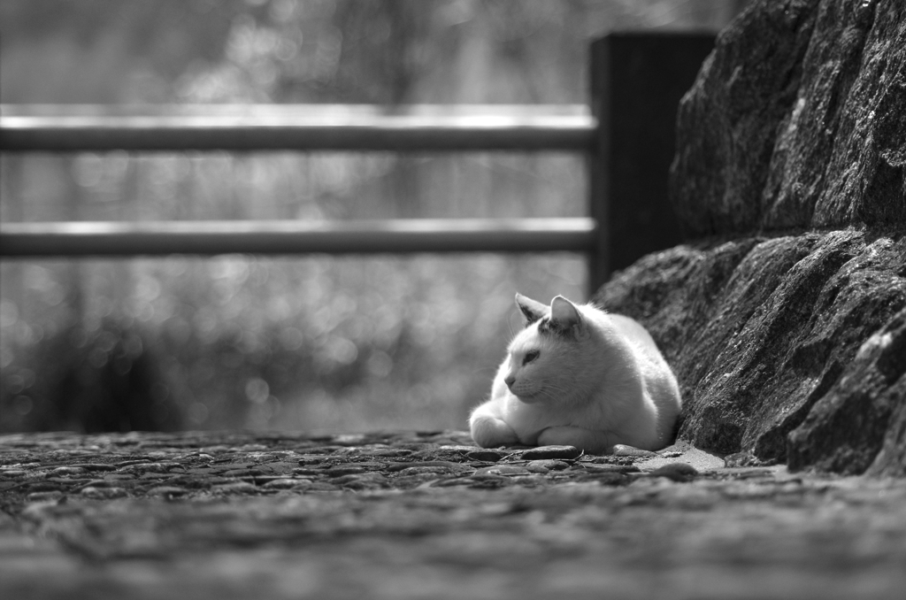 ひなたぼっこ