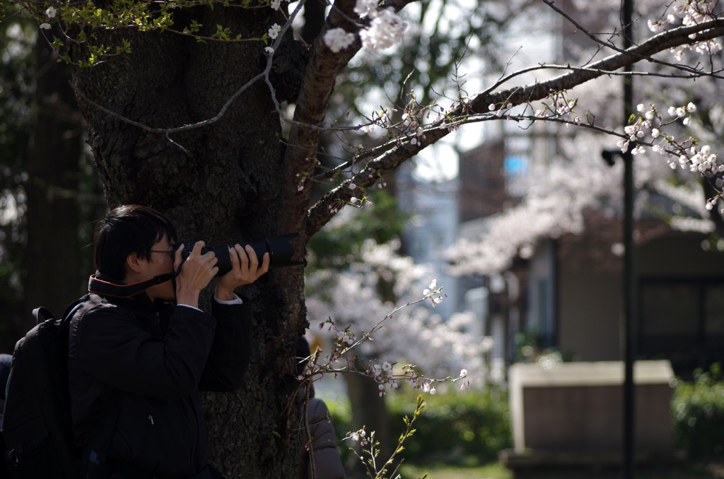 sakura sniper