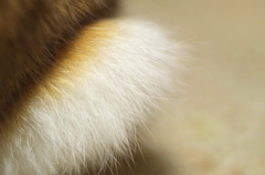 うさぎのしっぽ