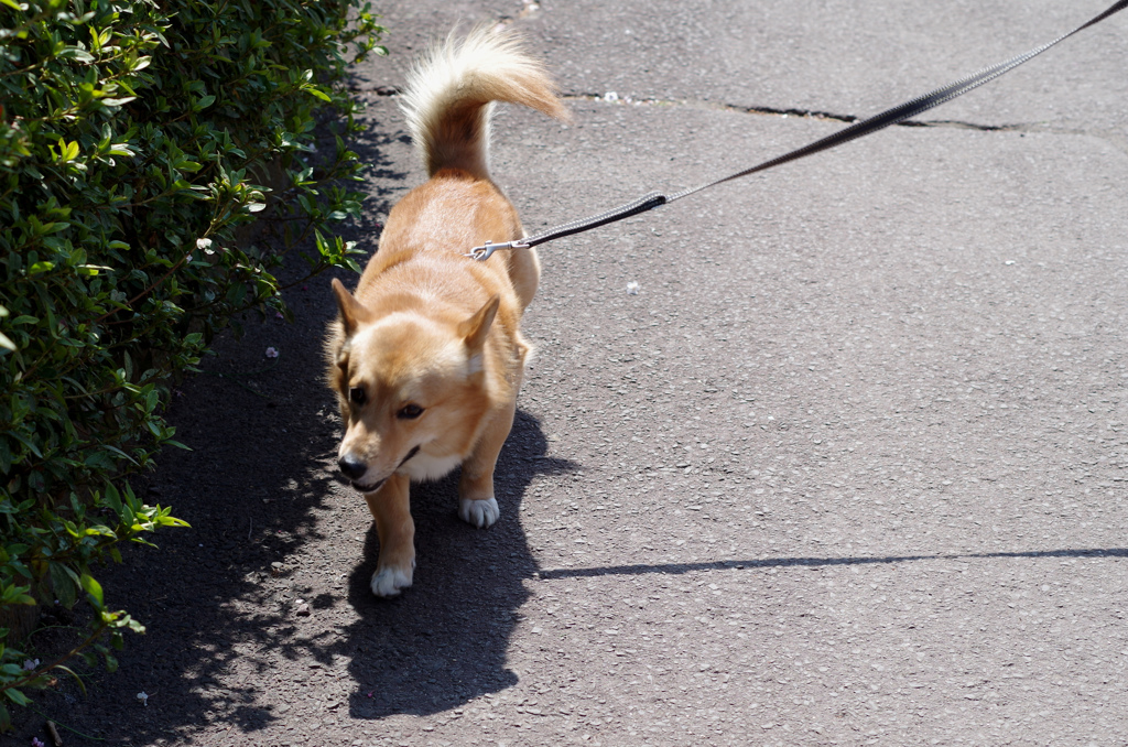 犬の散歩