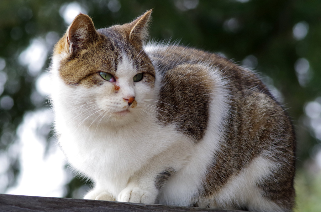 ねこポートレート２