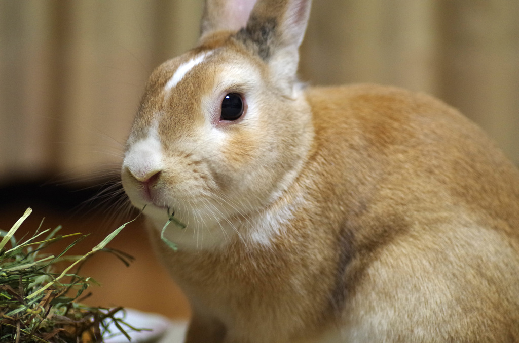 食事中