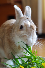 モリモリ食べる