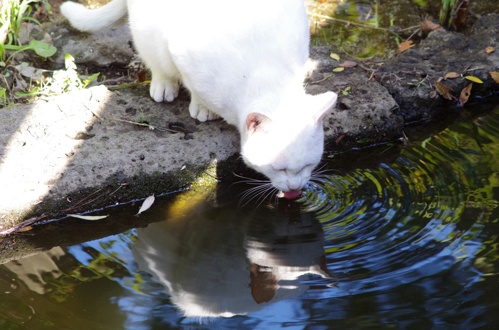 水辺のほわいとねこ