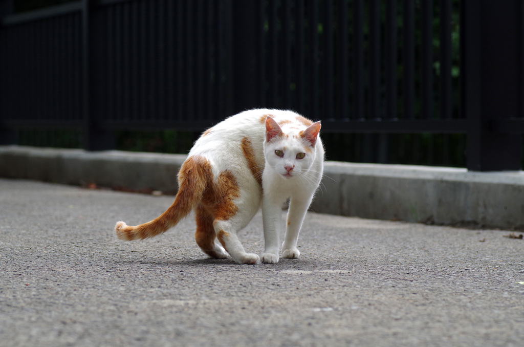 それ以上寄るな