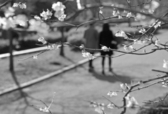 公園の蝋梅