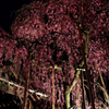 鐘門に桜２