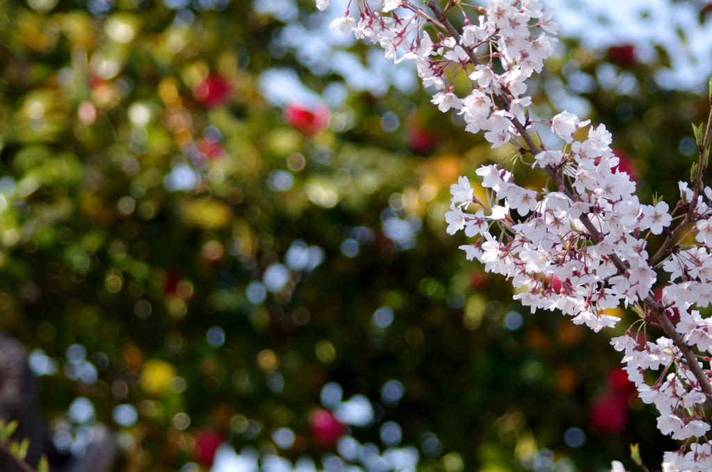 主役は桜なので