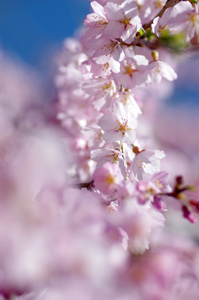 桜と青空