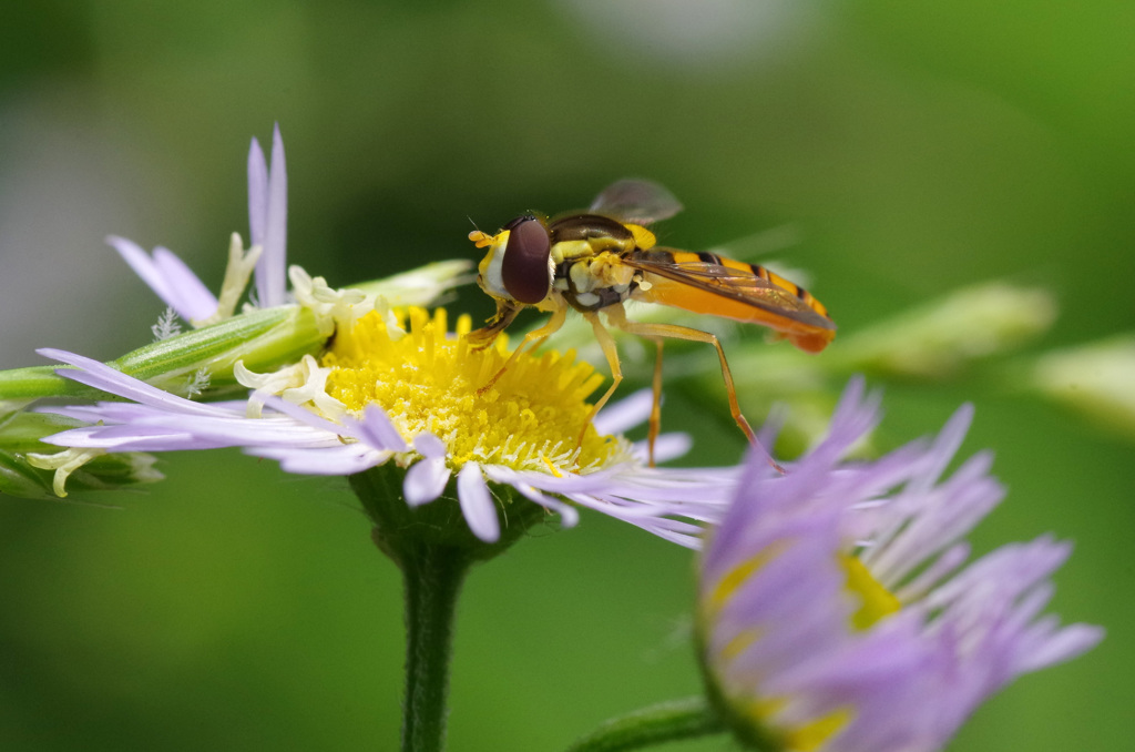 A Taste Of Honey