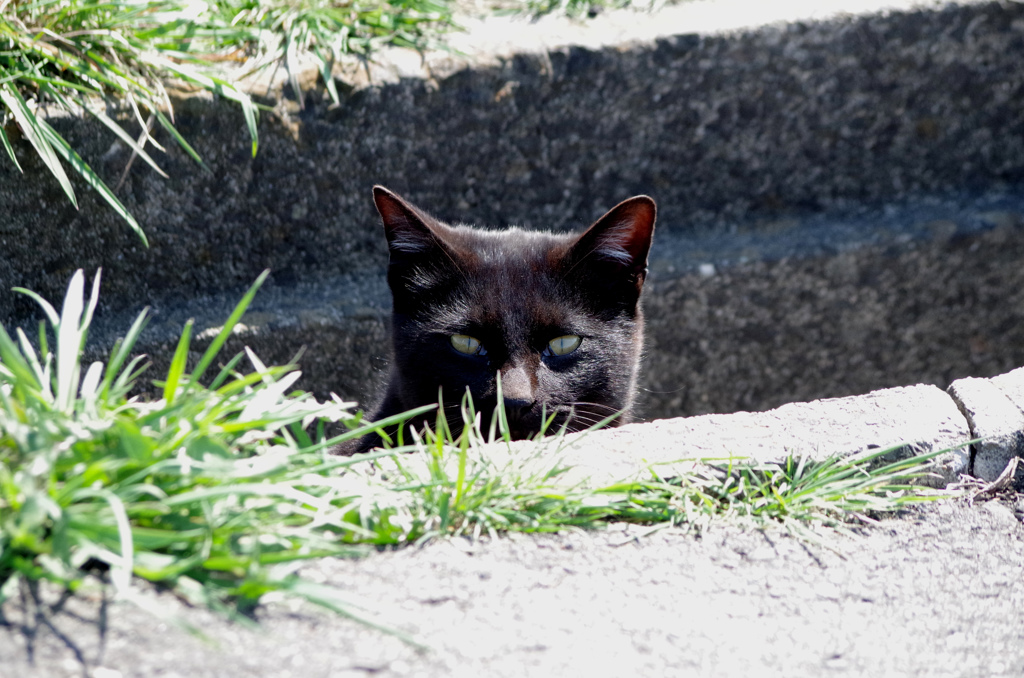 黒ネコの