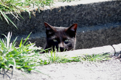 黒ネコの