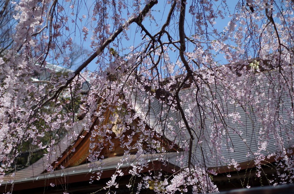 天満宮の桜