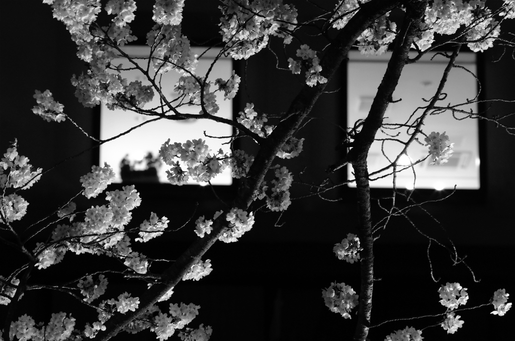 窓と桜