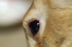 ウサギの目