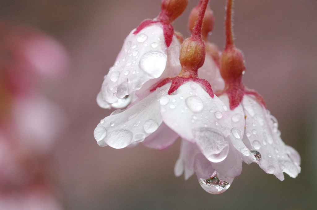 桜と雨