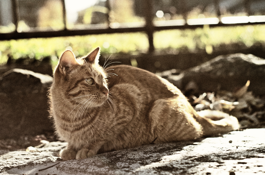 ねこ