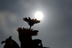 太陽