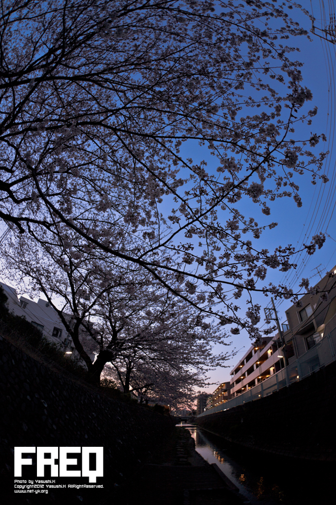 明け方の桜