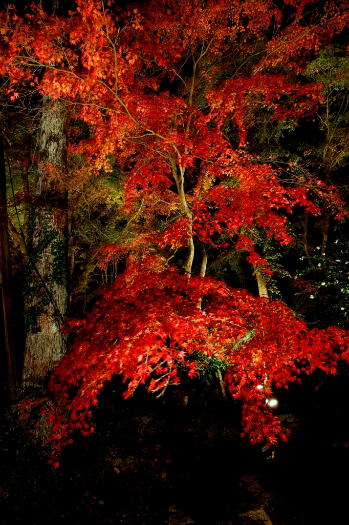 曽木公園2014Ⅱ