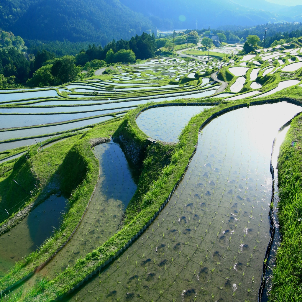 丸山千枚田（田植えの頃）