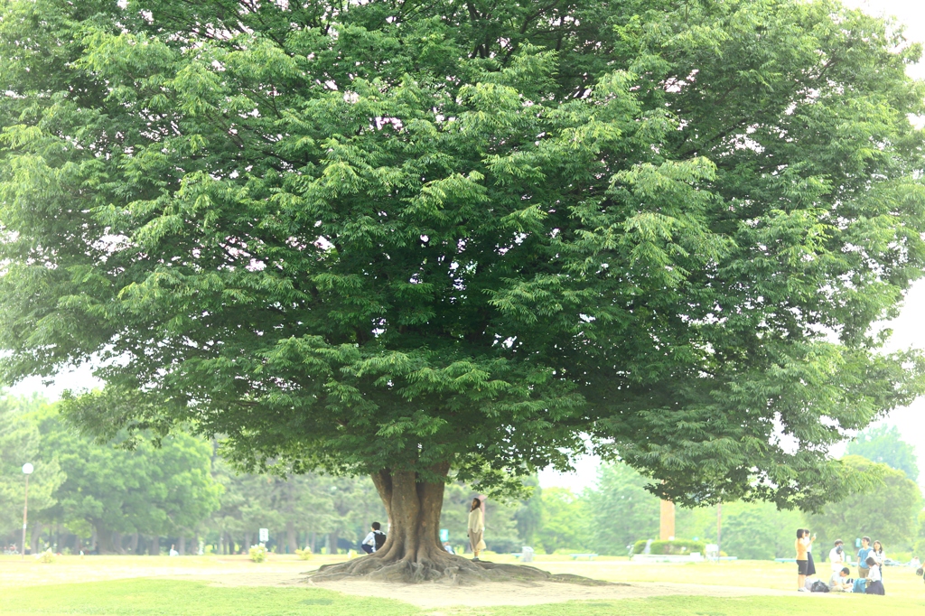 大きな木の下で