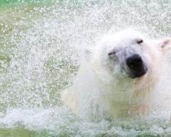 白クマ脱水機